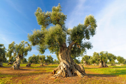 Ulivi secolari Salento e impegno Puntamari Gin - Riforestazione Puglia