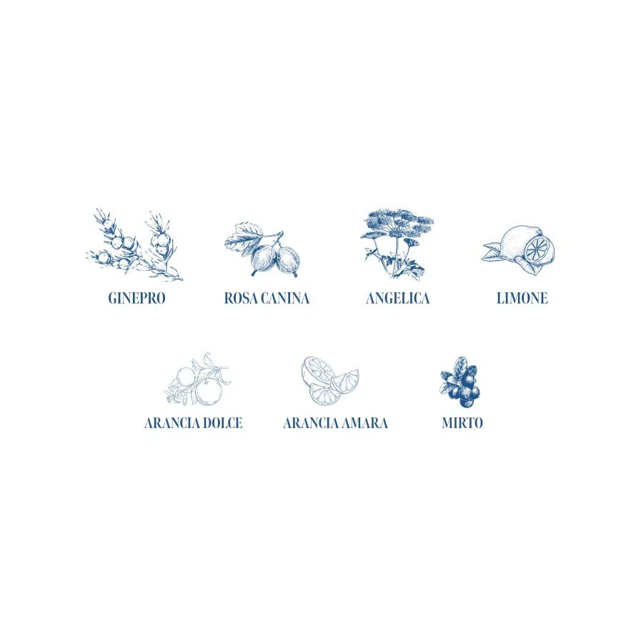 Illustrazione delle botaniche del gin artigianale italiano Puntamari: ginepro, rosa canina, angelica, limone, arancia dolce, arancia amara e mirto